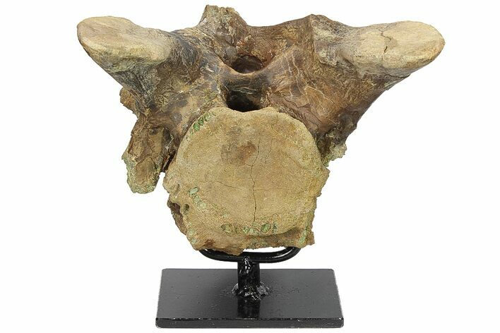 Tyrannosaur Vertebra With Stand - Judith River Formation #134543